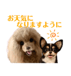 マティラとノアールの羊毛フェルトスタンプ（個別スタンプ：1）
