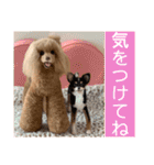 マティラとノアールの羊毛フェルトスタンプ（個別スタンプ：2）