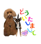 マティラとノアールの羊毛フェルトスタンプ（個別スタンプ：4）