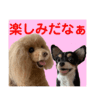 マティラとノアールの羊毛フェルトスタンプ（個別スタンプ：12）