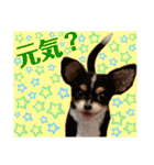 マティラとノアールの羊毛フェルトスタンプ（個別スタンプ：18）