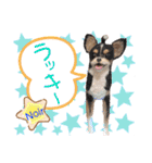 マティラとノアールの羊毛フェルトスタンプ（個別スタンプ：20）