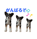 マティラとノアールの羊毛フェルトスタンプ（個別スタンプ：28）