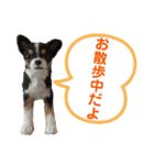 マティラとノアールの羊毛フェルトスタンプ（個別スタンプ：36）
