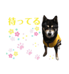 黒豆柴カンナ4（個別スタンプ：2）