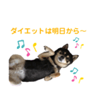 黒豆柴カンナ4（個別スタンプ：11）