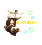 黒豆柴カンナ4（個別スタンプ：12）