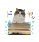 おおたさんちのモグラくん（個別スタンプ：36）