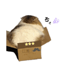 おおたさんちのモグラくん（個別スタンプ：38）