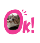 さくまろ（個別スタンプ：4）