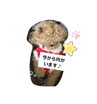 トイプードルすたんぷ（個別スタンプ：2）