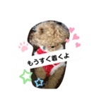 トイプードルすたんぷ（個別スタンプ：3）