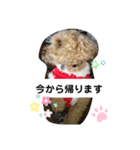 トイプードルすたんぷ（個別スタンプ：4）
