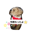 トイプードルすたんぷ（個別スタンプ：5）