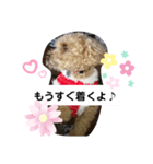 トイプードルすたんぷ（個別スタンプ：6）