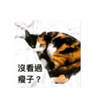 猫ハナは肉まんだ！（個別スタンプ：1）