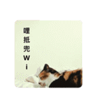 猫ハナは肉まんだ！（個別スタンプ：14）