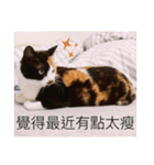 猫ハナは肉まんだ！（個別スタンプ：15）