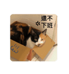 猫ハナは肉まんだ！（個別スタンプ：24）