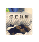 猫ハナは肉まんだ！（個別スタンプ：30）