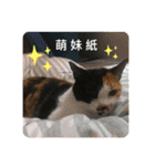 猫ハナは肉まんだ！（個別スタンプ：32）