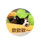 猫ハナは肉まんだ！（個別スタンプ：34）