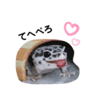 私のレオパ（個別スタンプ：2）