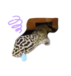 私のレオパ（個別スタンプ：3）