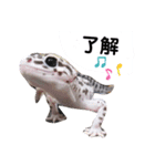 私のレオパ（個別スタンプ：4）