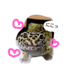 私のレオパ（個別スタンプ：5）