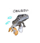 私のレオパ（個別スタンプ：7）