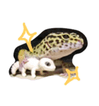 私のレオパ（個別スタンプ：9）