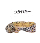 私のレオパ（個別スタンプ：11）