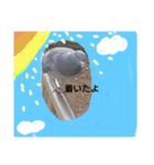 鳩ぽっぽー2（個別スタンプ：1）