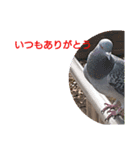 鳩ぽっぽー2（個別スタンプ：6）