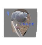 鳩ぽっぽー2（個別スタンプ：7）