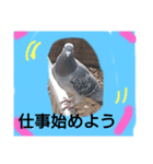 鳩ぽっぽー2（個別スタンプ：8）