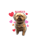 ブリュッセルグリフォン犬のハナ＆フレンズ（個別スタンプ：1）