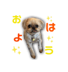 ブリュッセルグリフォン犬のハナ＆フレンズ（個別スタンプ：2）