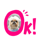 ブリュッセルグリフォン犬のハナ＆フレンズ（個別スタンプ：3）