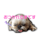 ブリュッセルグリフォン犬のハナ＆フレンズ（個別スタンプ：4）