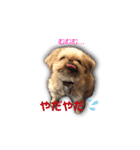 ブリュッセルグリフォン犬のハナ＆フレンズ（個別スタンプ：5）