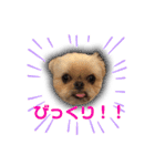 ブリュッセルグリフォン犬のハナ＆フレンズ（個別スタンプ：6）