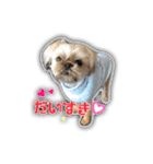 ブリュッセルグリフォン犬のハナ＆フレンズ（個別スタンプ：12）