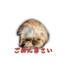ブリュッセルグリフォン犬のハナ＆フレンズ（個別スタンプ：14）