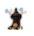 ブリュッセルグリフォン犬のハナ＆フレンズ（個別スタンプ：19）