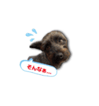 ブリュッセルグリフォン犬のハナ＆フレンズ（個別スタンプ：20）