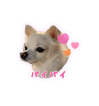 ブリュッセルグリフォン犬のハナ＆フレンズ（個別スタンプ：23）