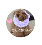 トイプードルこはたん（個別スタンプ：1）