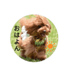 トイプードルこはたん（個別スタンプ：3）